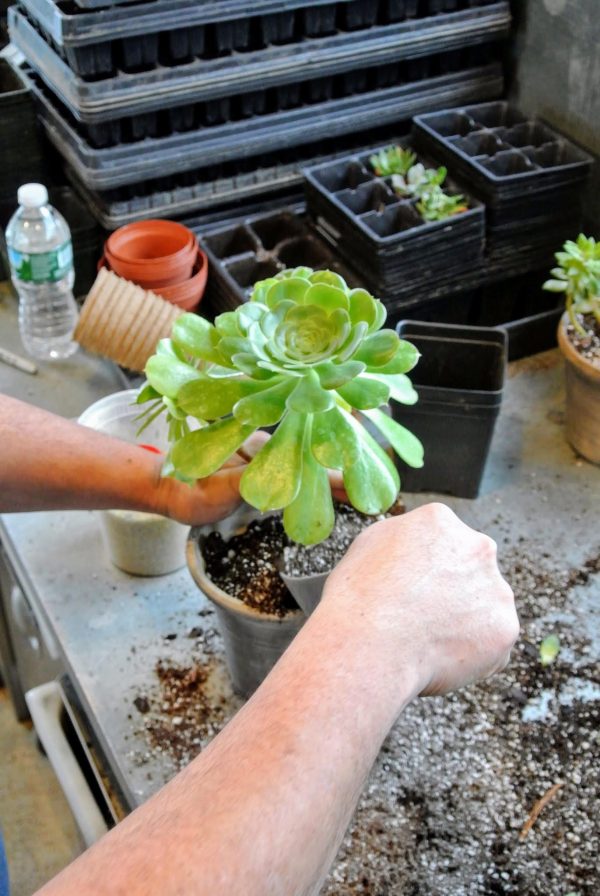 Box of Sunshine, Miss You Gift, Live Succulent Box Send a Gift, Succulent Gift Best Friend Gift, Friendship Gift, Cheer Up Gift, Friend Gift