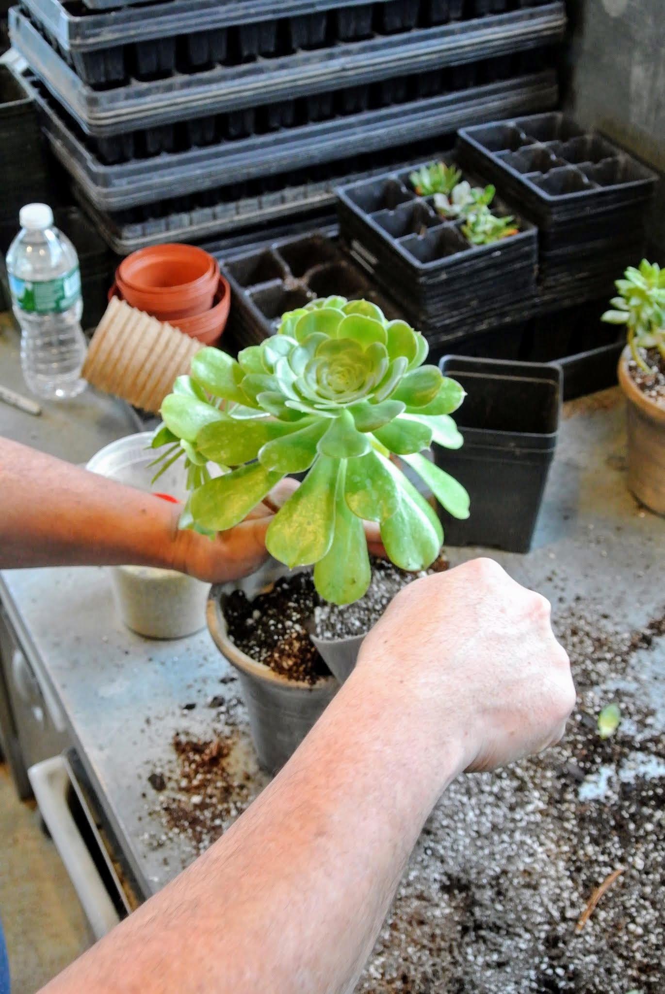 Box of Sunshine, Miss You Gift, Live Succulent Box Send a Gift, Succulent Gift Best Friend Gift, Friendship Gift, Cheer Up Gift, Friend Gift