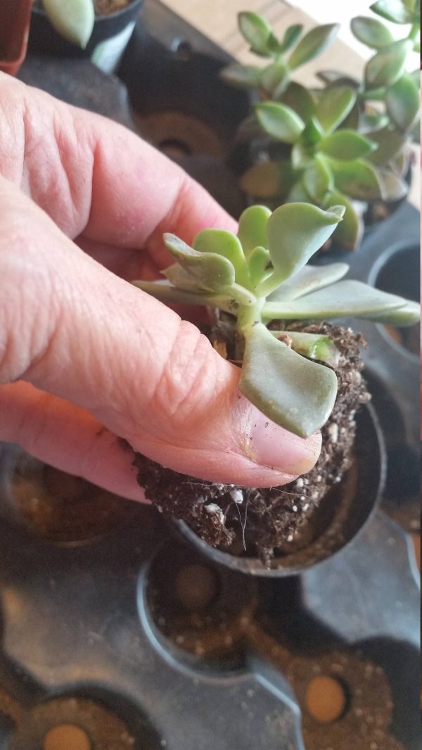 Box of Sunshine, Miss You Gift, Live Succulent Box Send a Gift, Succulent Gift Best Friend Gift, Friendship Gift, Cheer Up Gift, Friend Gift
